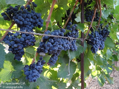 Cabernet Cortis grapes