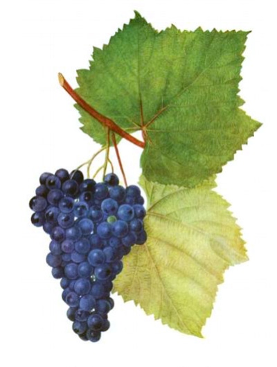 Kacic grapes