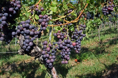 Cardinal grape