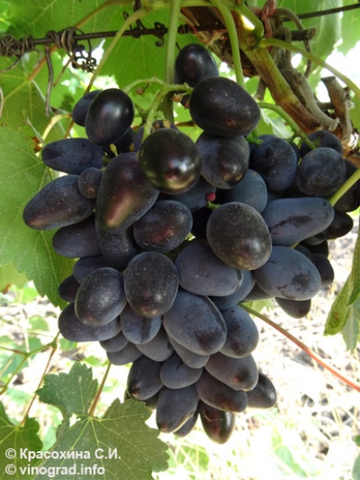 Carmen grapes