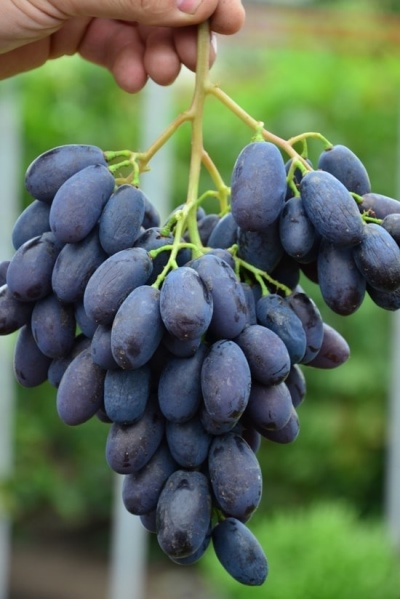 Grapes Catalonia