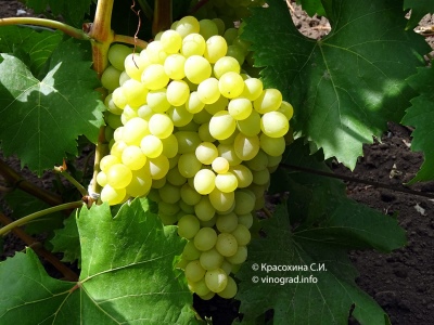 Grapes Kishmish 342