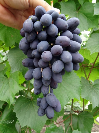 Codryanka szőlő