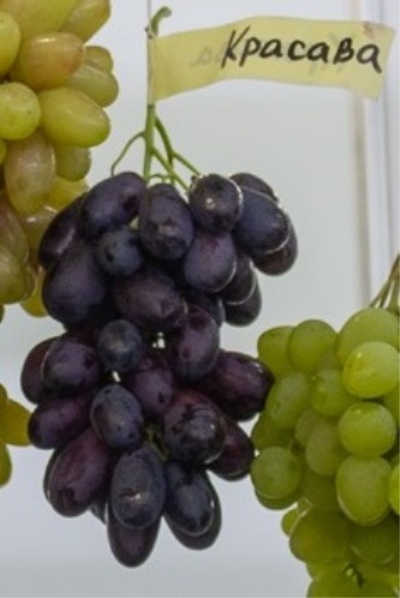 Grapes Krasava