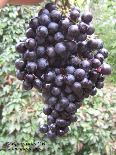 uvas rojas