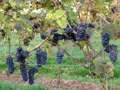 Leon Millau grape