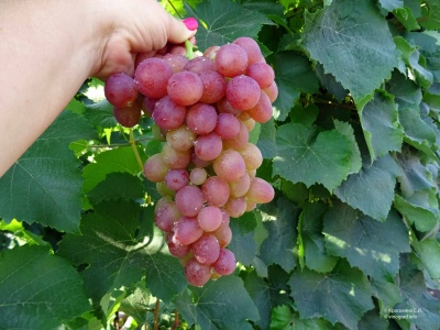 Libische druiven