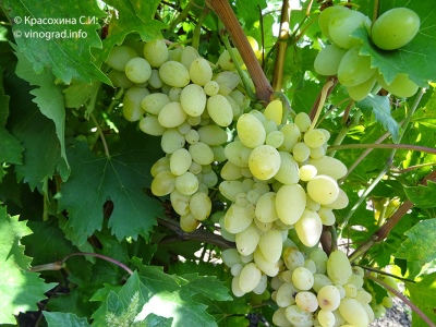 Liang grape