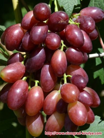 Framboos Dawn-druiven