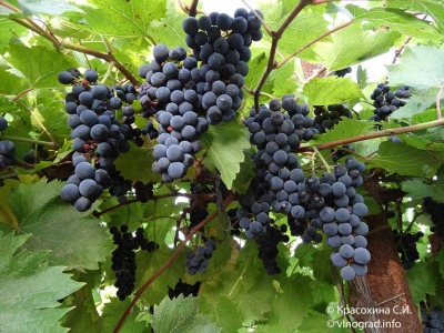 Marquette grapes