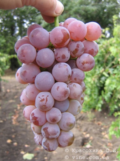 Grapes Minsk Pink
