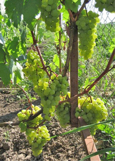 Moscow Resistant Grape