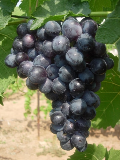 Muromets grapes