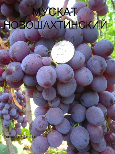 Grape Muscat Novoshakhtinsky