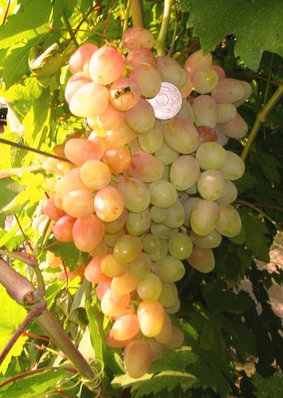 Grapes Nakhodka