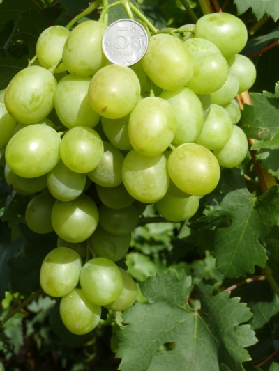 Grapes Natalie (Gusev S.E.)