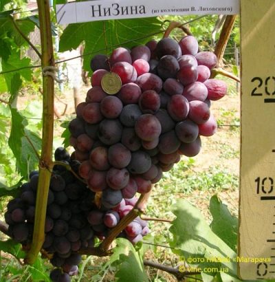 Lowland grapes