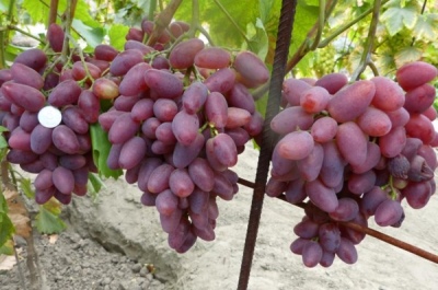 Grape Polonez-50