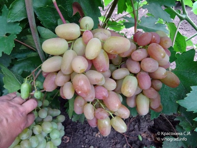 Trasfigurazione dell'uva