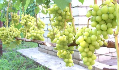 Prima grapes of Ukraine