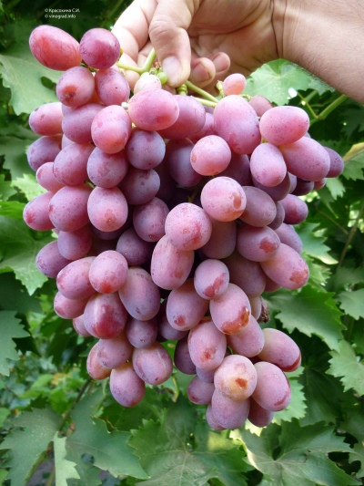 Rizamat grape