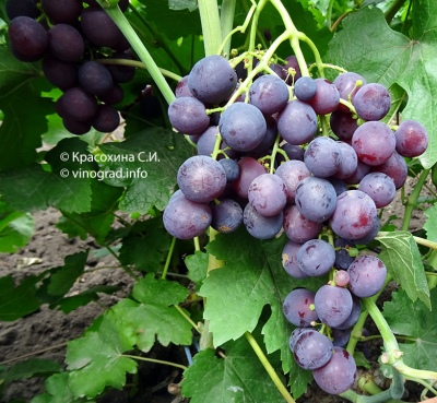 Rochefort grape