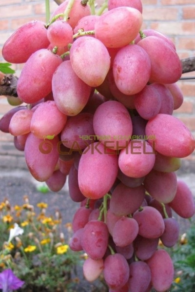 Rosalind grape