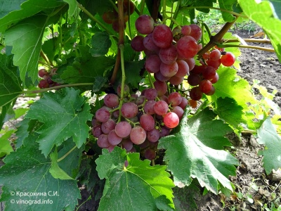 Rosemus grape