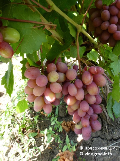 Rumba grape
