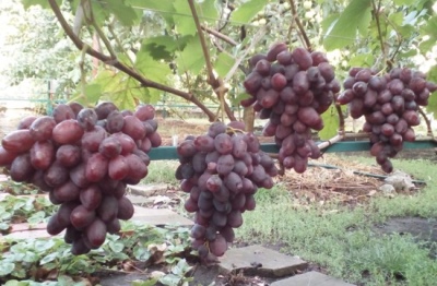 Rumeika-druiven