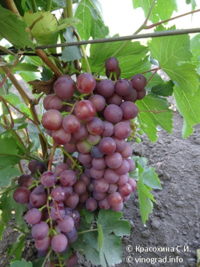 Senya grapes