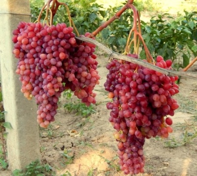 Veles grapes