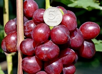 Velours druiven