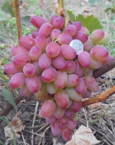 Vodogray grapes