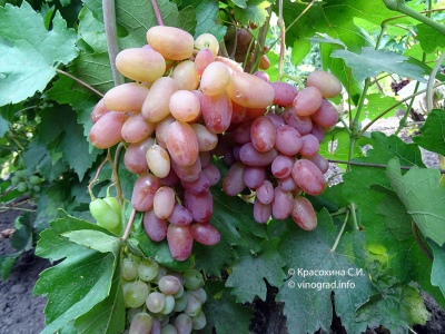 Juliaanse druif