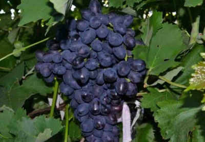 Diversión de uvas