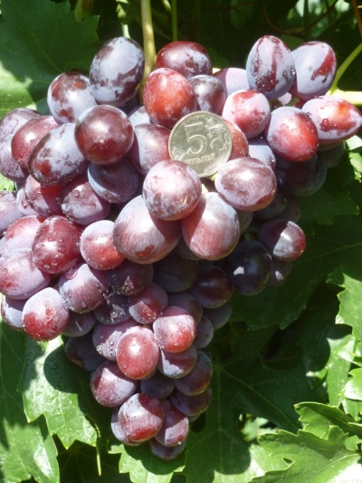 Grapes Zarya Nesvetaya