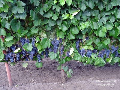 Zilga grapes