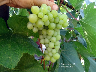 Zolotce grapes