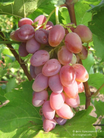 Arched grapes