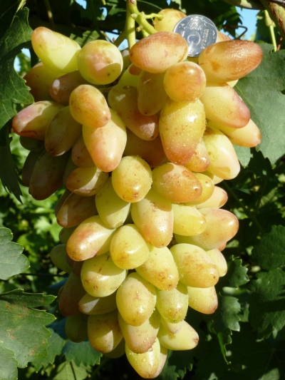 Artek grapes