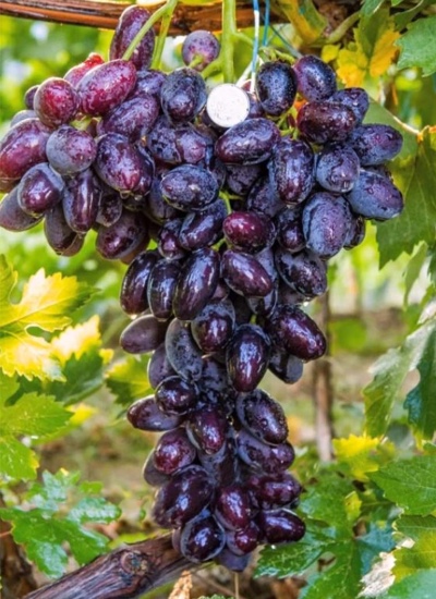 Emir grapes