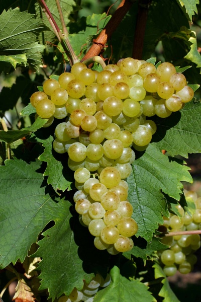 Baltojo muskato vynuogės