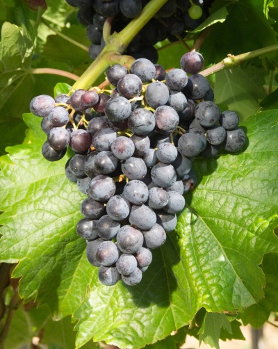 Muscat Blau grape