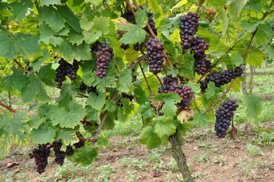 Black Muscat Grape