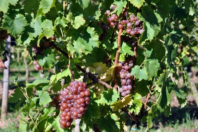 Muscat Grapes Pink
