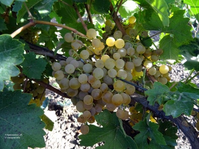 Muscat Amber Grape