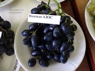 Grapes Nadezhda AZOS