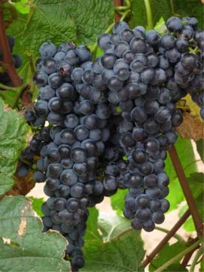 Neretinskiy grapes