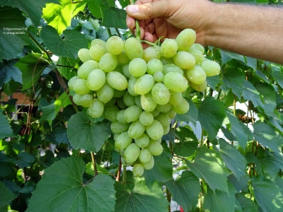 Druiven nieuw geschenk aan Zaporozhye
